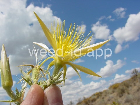blazing-star